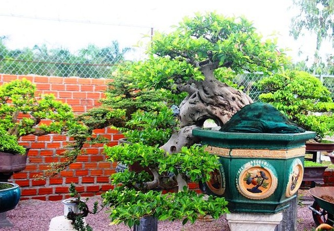 Bonsai cổ thụ dáng cực lạ giá cả trăm triệu ngóng đại gia dịp Tết - 6