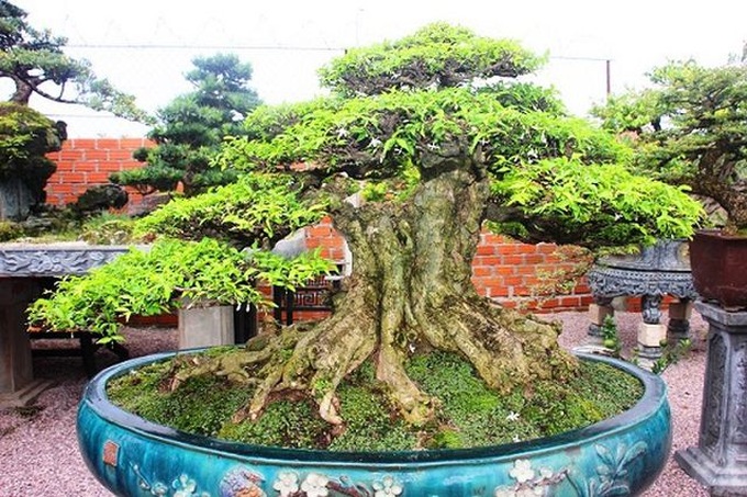 Bonsai cổ thụ dáng cực lạ giá cả trăm triệu ngóng đại gia dịp Tết - 8