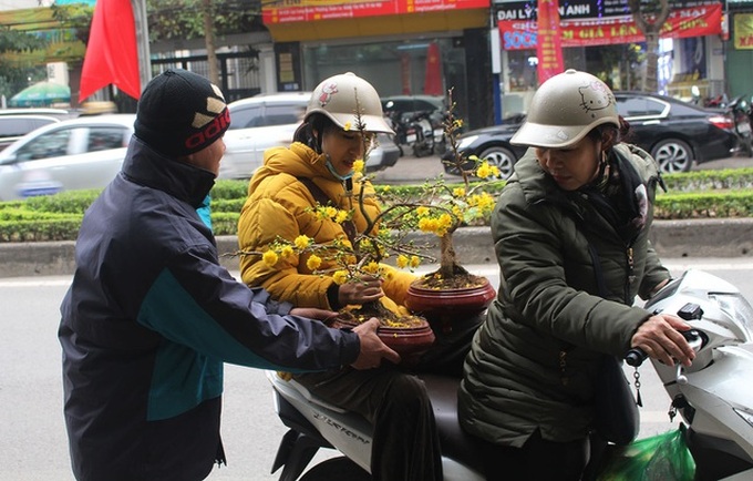 Chán mai, đào siêu to khổng lồ, dân Hà Nội chuyển sang chơi cây cảnh mini - 1