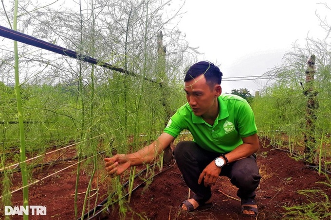 Chặt cà phê, trồng rau hoàng đế, 9X thu 6 triệu đồng mỗi ngày - 1