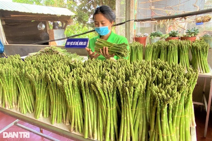 Chặt cà phê, trồng rau hoàng đế, 9X thu 6 triệu đồng mỗi ngày - 3