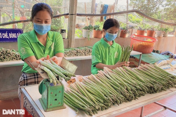 Chặt cà phê, trồng rau hoàng đế, 9X thu 6 triệu đồng mỗi ngày - 4