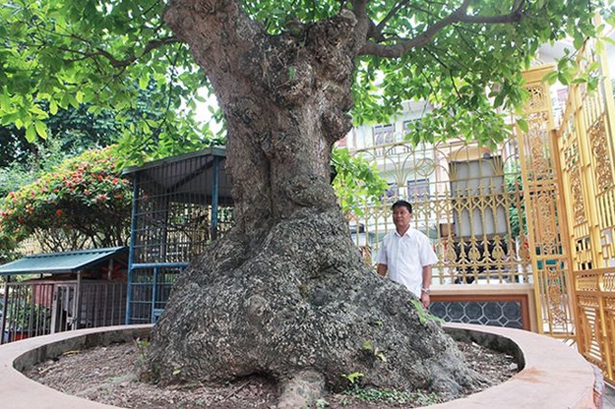 “Cụ” lộc vừng “tích tụ phát lộc” trả 8 tỷ đồng không bán - 2