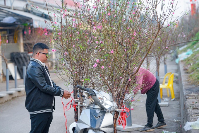 Đào nở sớm, bắt đầu xuống phố đón Tết Dương lịch ảnh 11