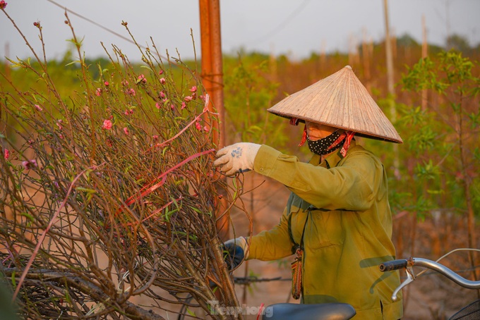 Đào nở sớm, bắt đầu xuống phố đón Tết Dương lịch ảnh 5