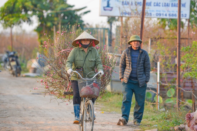 Đào nở sớm, bắt đầu xuống phố đón Tết Dương lịch ảnh 6