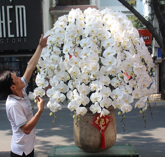 Lan công chúa, hồng sa mạc, nhiều hàng lạ đổ bộ TPHCM chờ Tết - 4