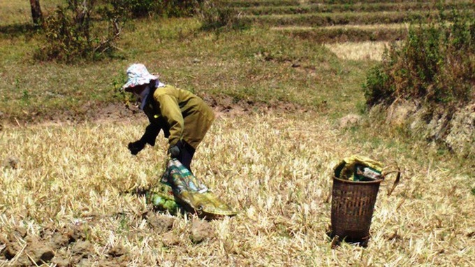 Người dân vùng sâu Đắk Lắk tăng thu nhập từ nghề... nhặt phân bò - 4