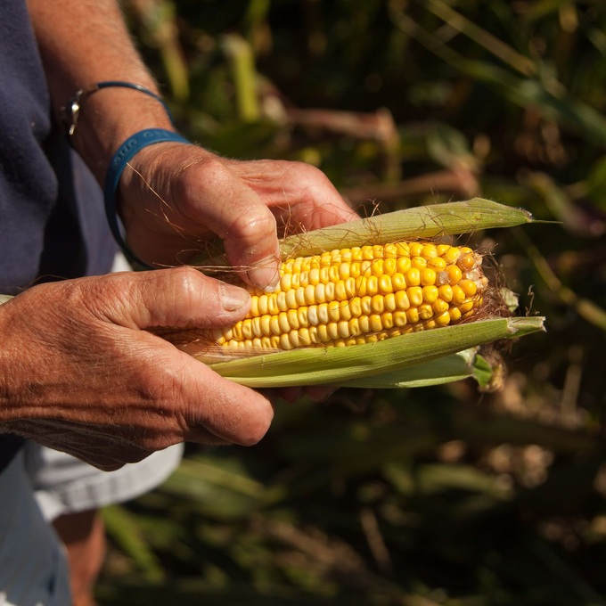 Even With a Strong Crop This Year, U.S. Farmers Are Suffering - WSJ