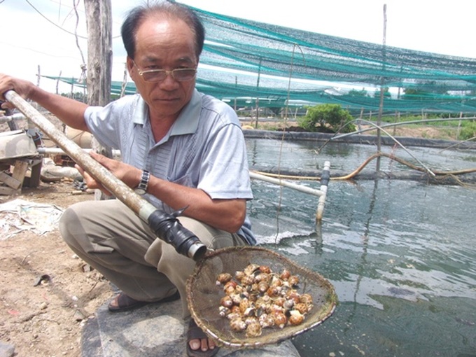 nuoi loai “oc pha san”, lao nong van thu tien ty moi nam hinh anh 1