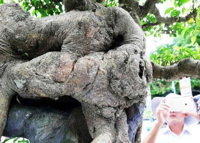 Sanh cổ Huyền phượng vũ giá triệu đô: Chưa đến mức đó - 2