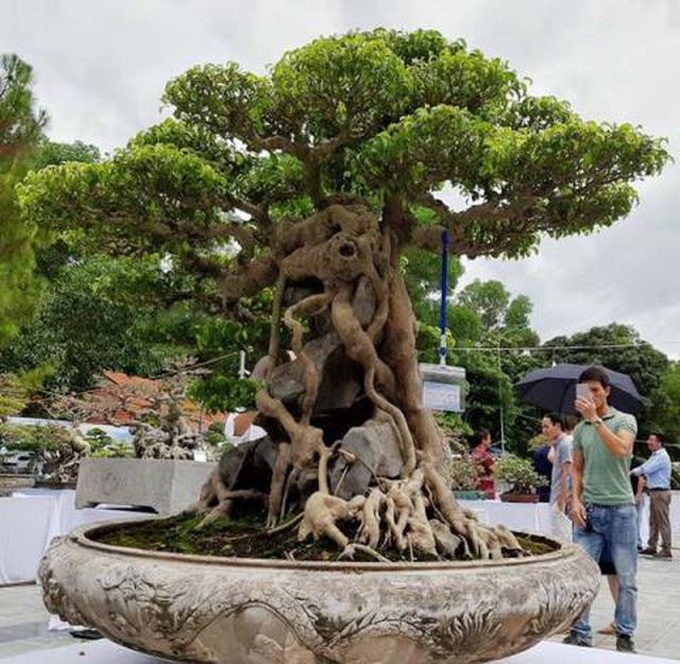 Sanh cổ Huyền phượng vũ giá triệu đô: Chưa đến mức đó - 3