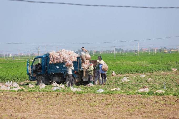 Tính hai mặt của giải cứu nông sản và những hệ lụy với xuất khẩu - 1