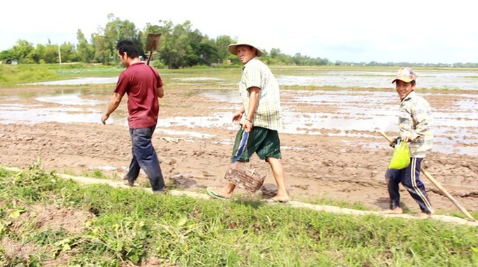 Lúa trên những cánh đồng thu hoạch xong sẽ báo hiệu mùa săn chuột đồng bắt đầu nhộn nhịp hẳn lên