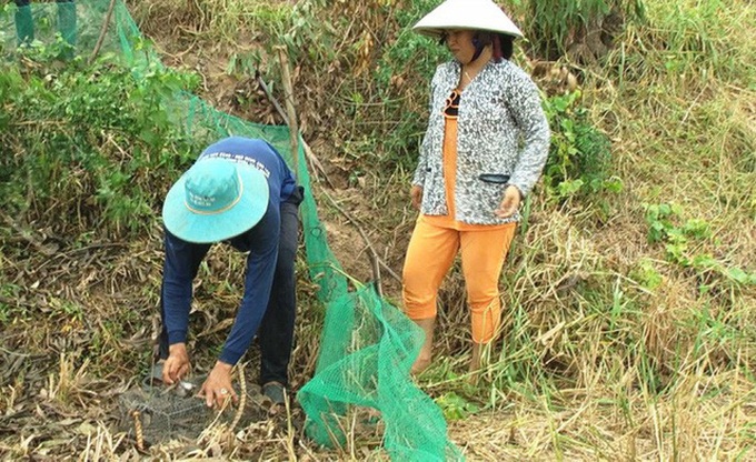 Đào hang hoặc gài rập để bắt chuột đồng