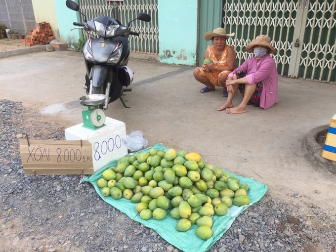 Xoài chín rộ, giá rẻ “không tưởng” chỉ 5.000 đồng/kg - 1