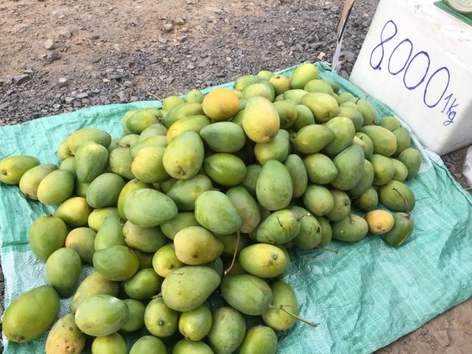 Xoài chín rộ, giá rẻ “không tưởng” chỉ 5.000 đồng/kg - 3