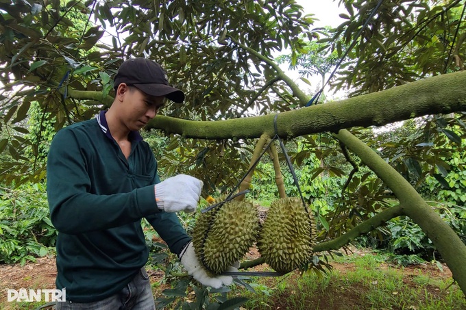 Daklak farmers prosper through durian cultivation - 3 Daklak farmers prosper through durian cultivation - 3