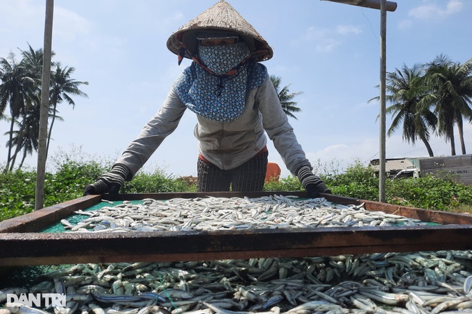 Anchovy season in Quang Ngai - 8