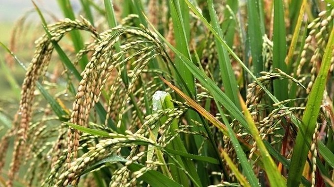 ROK to import over 55,000 tonnes of Vietnamese rice - 1