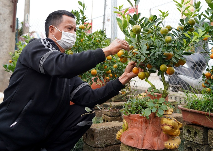 Bonsai kumquat trees introduced for Lunar New Year decoration - 3