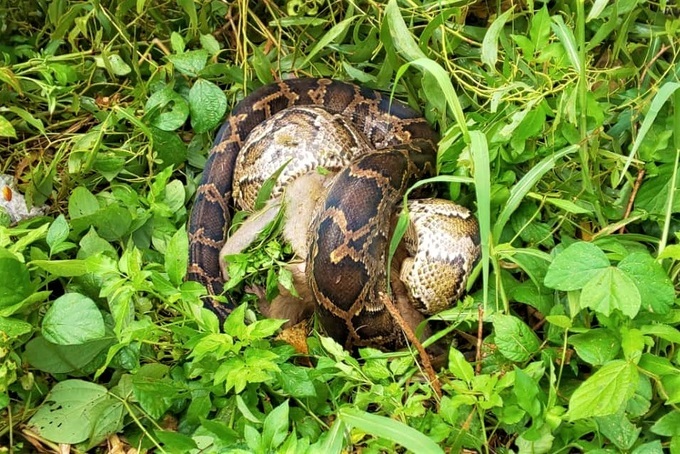 30-kilo python found in Son Tra Peninsula - 1 30-kilo python found in Son Tra Peninsula - 1