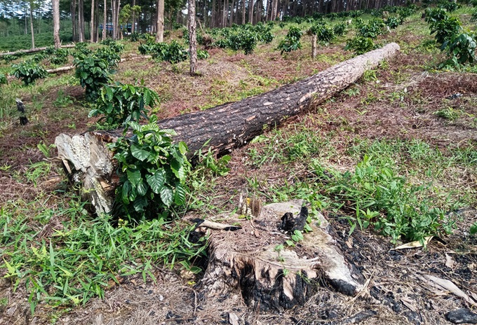 Pine forests destroyed due to violations in forest management - 2 Pine forests destroyed due to violations in forest management - 2