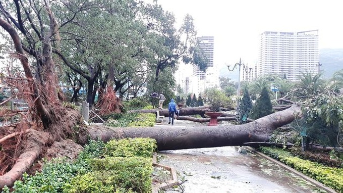 Storm Matmo ravages central Vietnam - 1