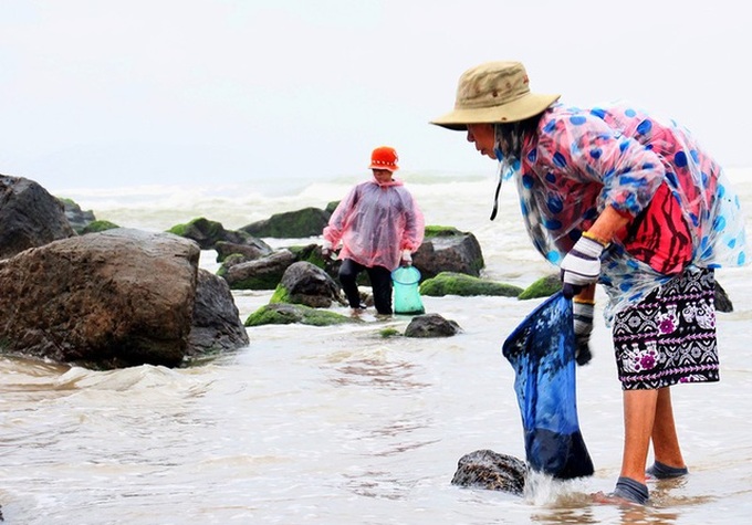 Danang residents earn big on seaweed season - 1