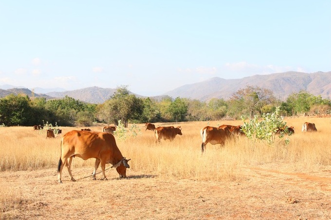 Binh Thuan struggles to deal with early drought - 2 Binh Thuan struggles to deal with early drought - 2