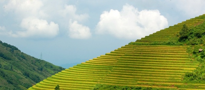 Ripening rice fields in Vietnam's northwestern region - 1