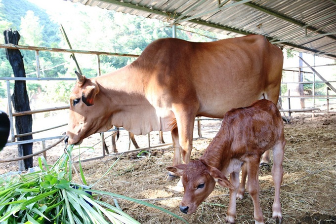 Abandoned rare gaurs develop under care in Ninh Thuan - 1