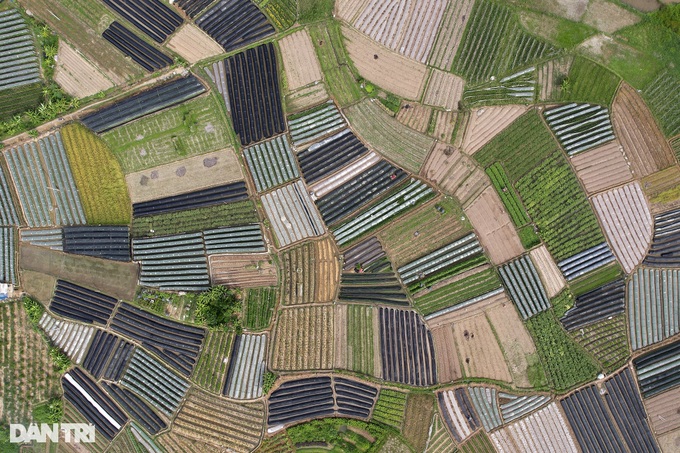 Stunning flower and vegetable fields in Hanoi’s suburbs - 1 Stunning flower and vegetable fields in Hanoi’s suburbs - 1