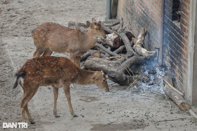 Hanoi zoo lights fires to keep animals warm - 6