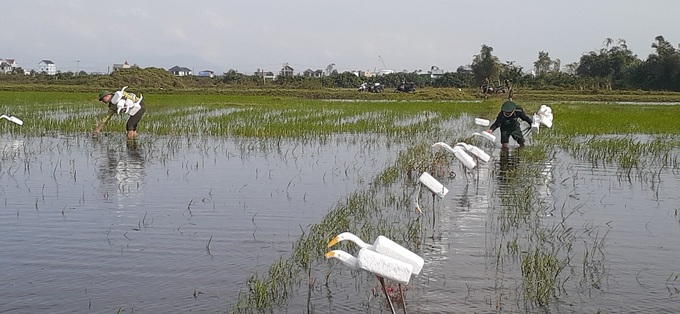 Thousands of wild bird traps found in Quang Binh - 1