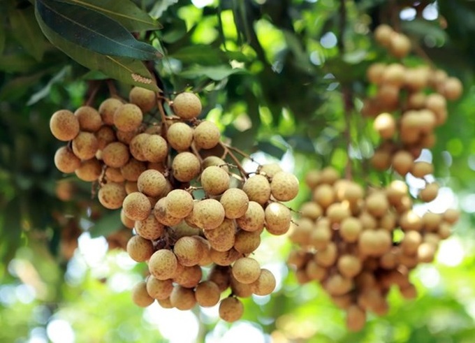 Dozens of tonnes of Vietnamese longan enter Australia over past few weeks - 1