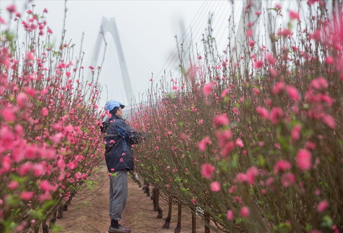 Early peach blossoms gardens in Hanoi attract visitors - 1