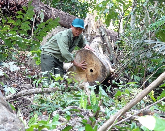 Loggers rampantly destroy Phu Yen protective forest - 3 Loggers rampantly destroy Phu Yen protective forest - 3