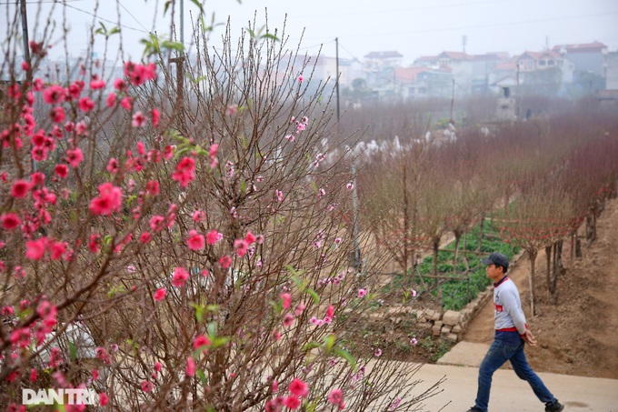 Peach blossoms cover Hanoi village - 2
