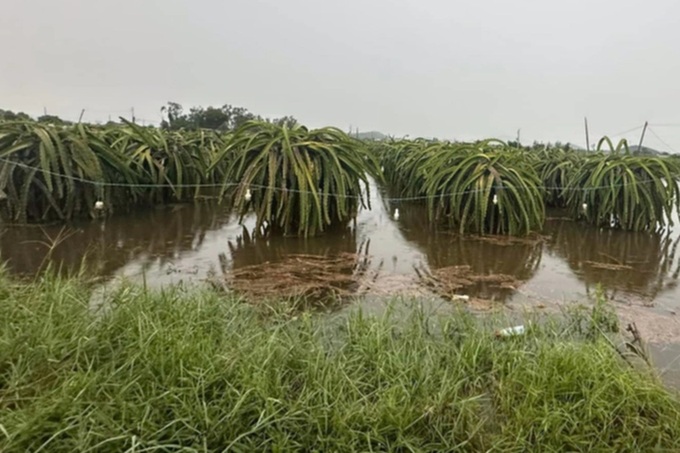 Torrential rain hits Binh Thuan - 1