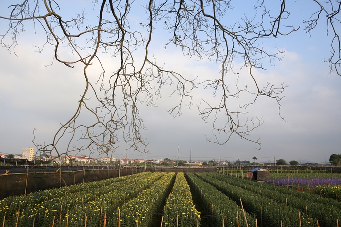 Flower village busy preparing for Tet holiday - 2