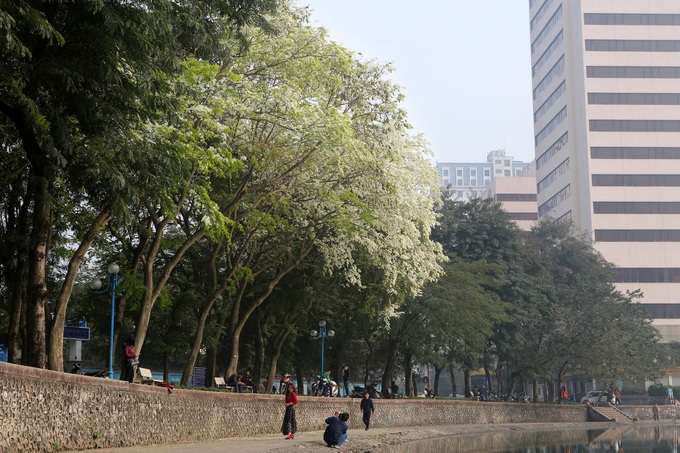 Hanoi streets covered by white sua flower - 3