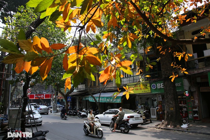 Hanoi trees mark return of spring - 1