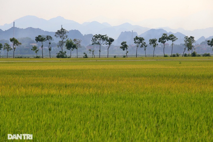 Hanoi's suburbs during ripening rice season - 1 Hanoi's suburbs during ripening rice season - 1