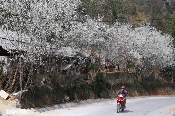 Ha Giang highlighted by spring flowers - 2 Ha Giang highlighted by spring flowers - 2
