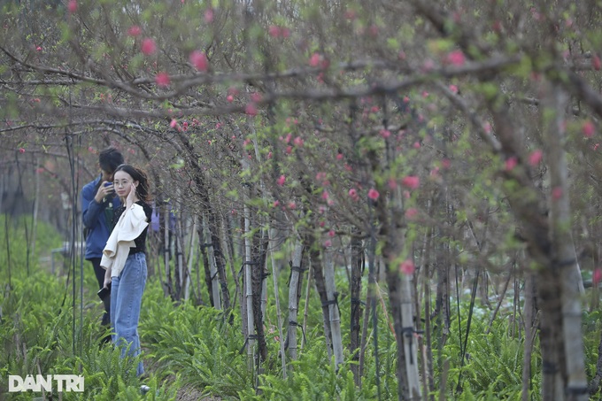 Early Hanoi peach blossoms signal Tet nears - 5