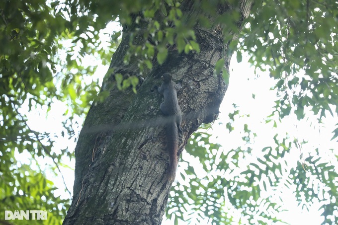 Hanoi central lake attracts wild birds - 9