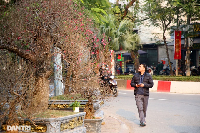 Early peach blossoms on Hanoi streets - 8