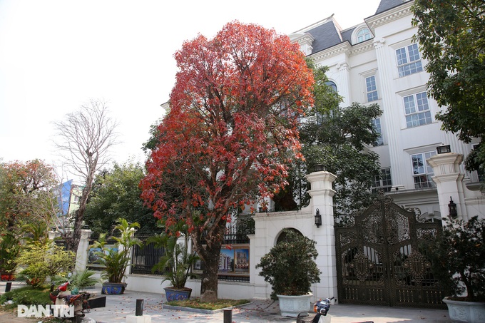 Hanoi trees mark return of spring - 9