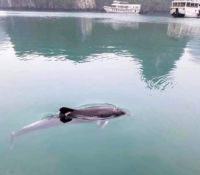 Dolphin spotted in Ha Long Bay - 1 Dolphin spotted in Ha Long Bay - 1